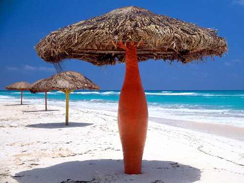 hodowla border collie Poznań