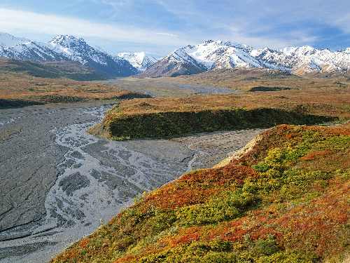 hodowle border collie opinia