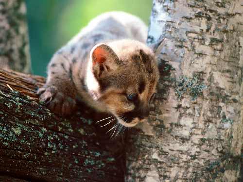 Piła układanie kostki