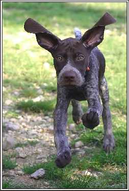 koparko ładowarka Bydgoszcz