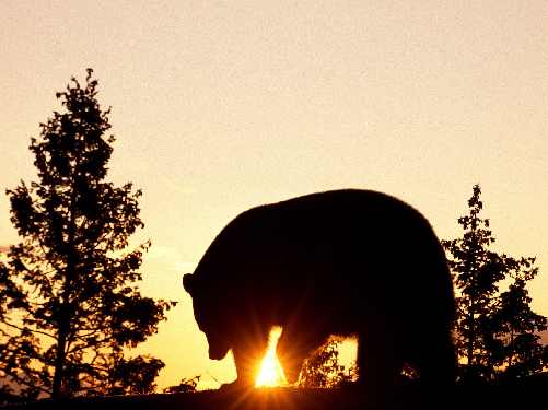 usługi brukarskie Złotów