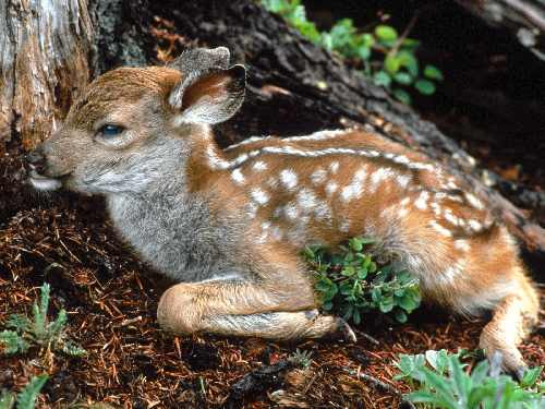 Chodzież układanie kostki granitowej