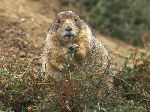 Fotowoltaika Bogatynia