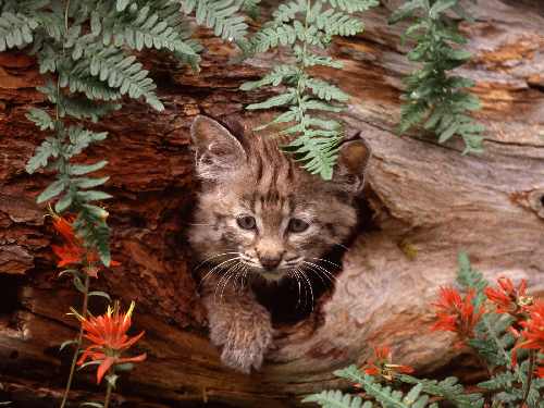 hodowla border collie