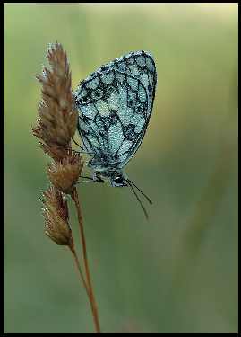 układanie kostki Bydgoszcz