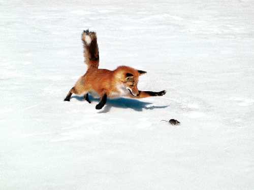 hodowla border collie