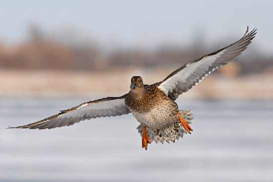 usługi koparko ładowarką Bydgoszcz