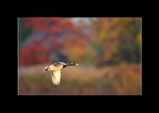 transport żwiru Bydgoszcz