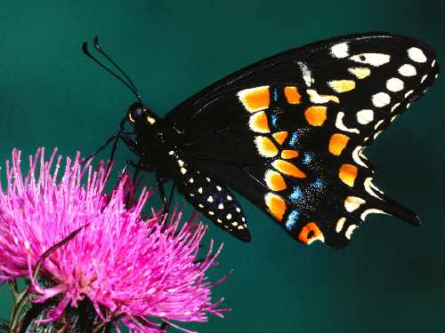 koparka Bydgoszcz wymiana gruntu
