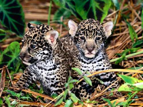 fotowoltaika Kargowa