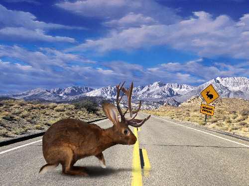 koparka wynajem Bydgoszcz