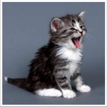 układanie brukowej kostki Grudziądz