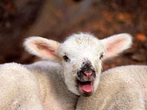 Bydgoszcz ukladanie pozbruku tanio