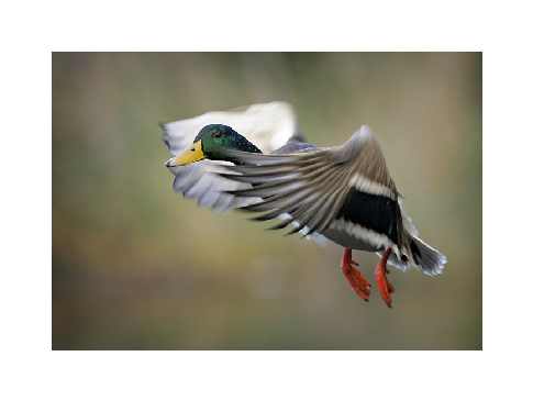 panele fotowoltaiczne Rakoniewice