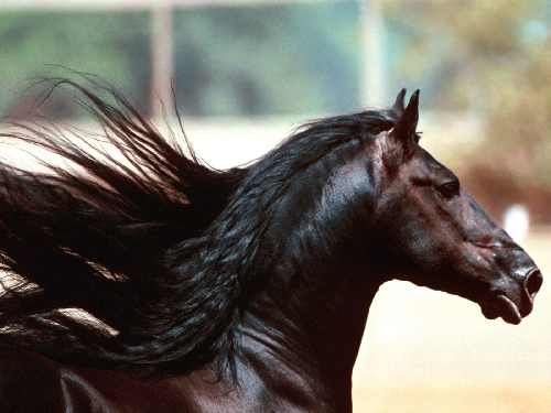 dobra firma układająca kostkę brukową w Wałczu