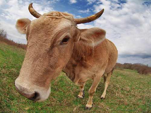 Toruń układanie kostki brukowej tanio