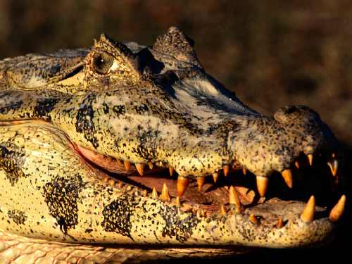 Grudziądz układanie kostki brukowej wzory