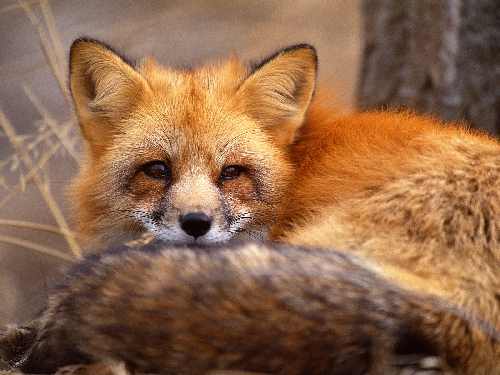 usługi koparkowe Bydgoszcz