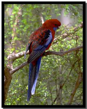 układanie kostki Bydgoszcz