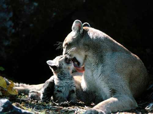 fotowoltaika Kleczew