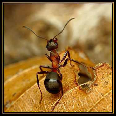 Czarnków układanie kostki granitowej