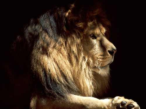 firma ukladanie brukowej kostki Pila