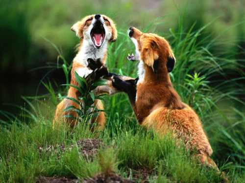 usługi brukarskie Bydgoszcz