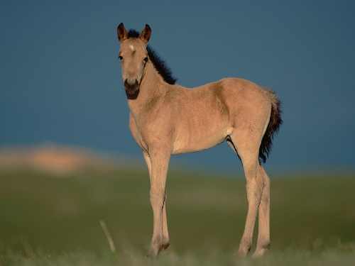 Leszno firma brukarska