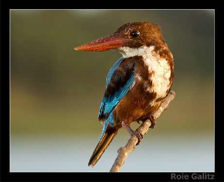 panele fotowoltaiczne Drezdenko