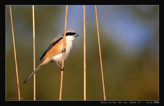 hodowla border collie cena