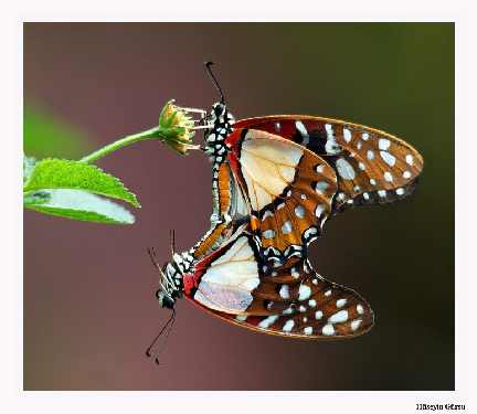 układanie polbruku w Turku