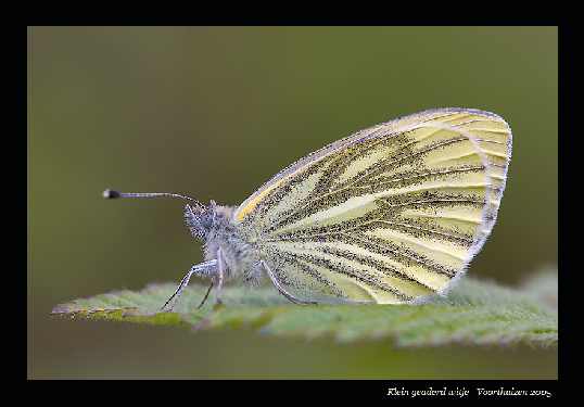 panele fotowoltaiczne Leszno