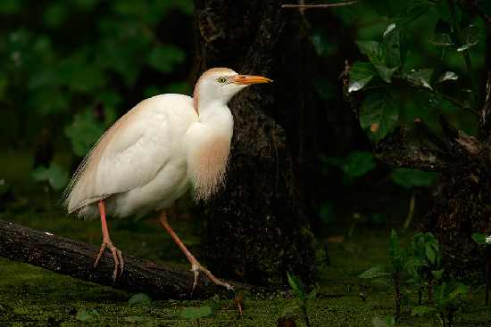 układanie kostki Toruń