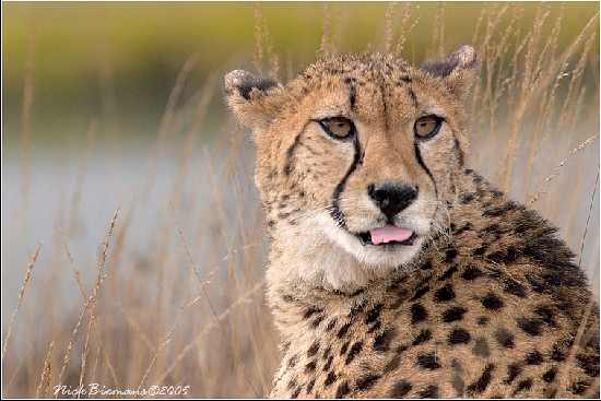 hodowla border collie Rzeszów
