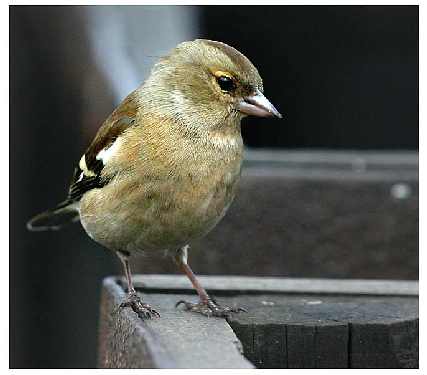 usługi koparko ładowarką Bydgoszcz