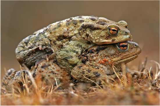 usługi koparko-ładowarką Bydgoszcz