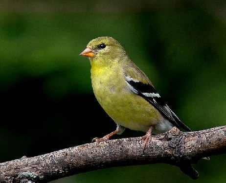 ukladanie bruku Walcz