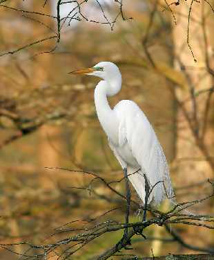 ukladanie kostki brukowej Bydgoszcz