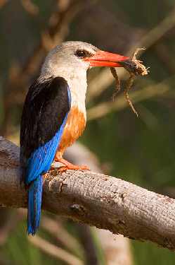 border collie hodowla