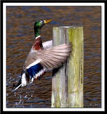 układanie kostki brukowej Bydgoszcz