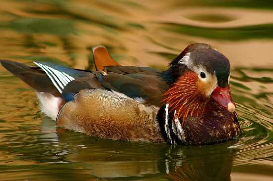 Bydgoszcz układanie kostki brukowej