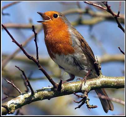 usługi ładowarko koparką Bydgoszcz