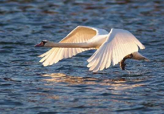 układanie kostki brukowej Inowrocław cena