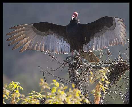Bydgoszcz koparko ładowarka wypożyczalnia