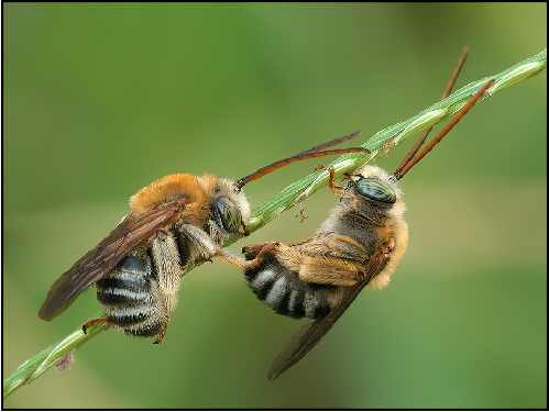 Gdynia border collie hodowla
