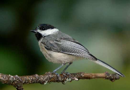 zdjęcia border collie