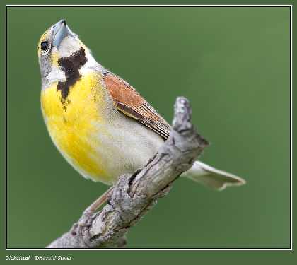 usługi koparko-ładowarką Bydgoszcz