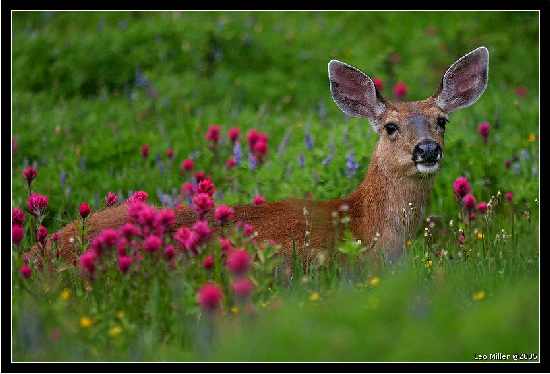 koparko ładowarka Bydgoszcz