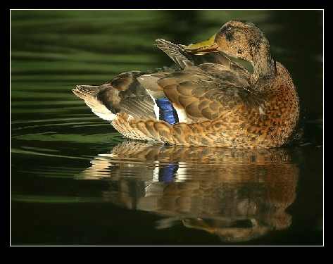 usługi koparką Bydgoszcz
