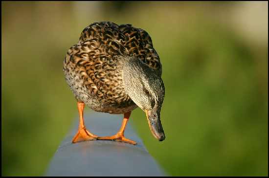 usługi koparką Bydgoszcz